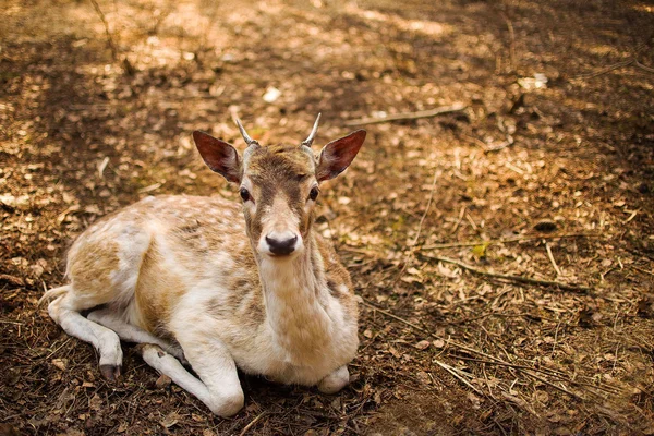 Fallow Deer — Free Stock Photo