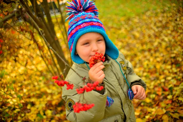 Boy and Rowan — Stock Photo, Image