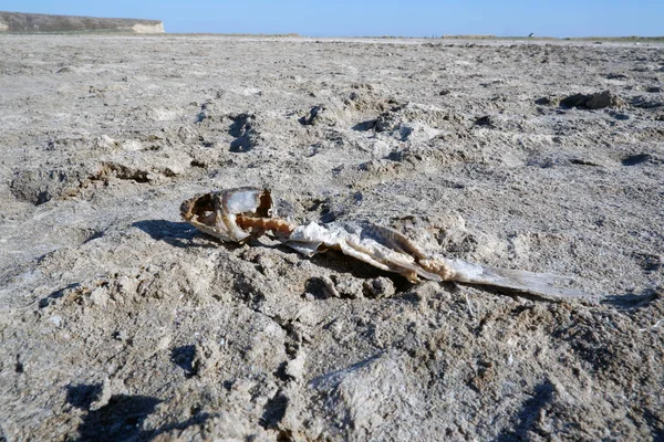 A fish skeleton died due to drying of the salt lake. It draws attention to environmental disasters caused by drought, climate change and global warming. Close-up with Copy space.