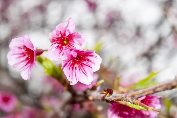 Kirschblüte — Stockfoto