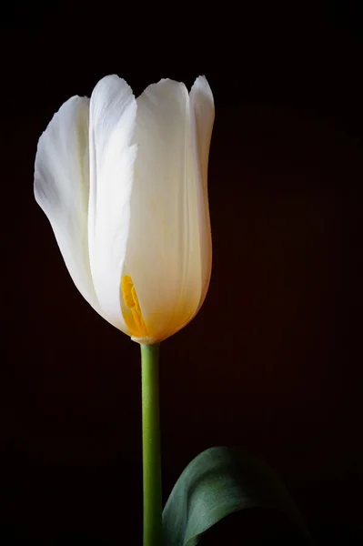 Weiße Tulpe — Stockfoto