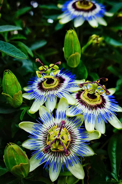 Passionflower — Stock Photo, Image