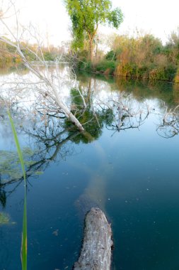 Burriana pıhtısı, sudaki ağaç, Castellon.