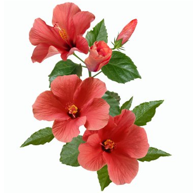 pembe hibiscus çiçek ve tomurcukları