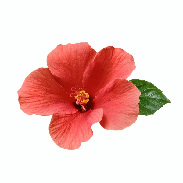 Roze hibiscus bloemen en knoppen — Stockfoto