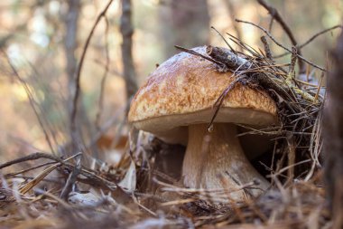 Sonbahar ormanında vahşi beyaz mantar boletus porcini