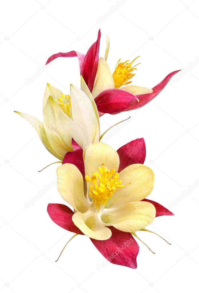 a bright bouquet of aquilegia flowers on a black background