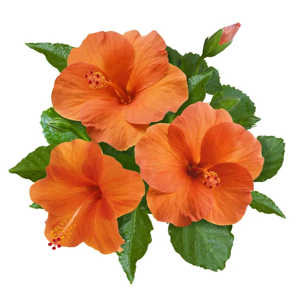 Blüten und Knospen des orangen Hibiskus — Stockfoto