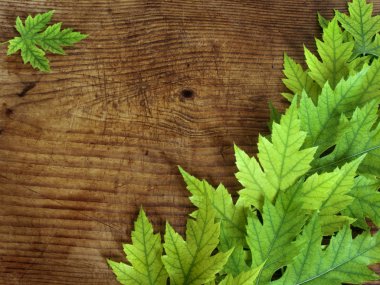 eski bir ahşap tahta zemin üzerine yeşil yaprakları