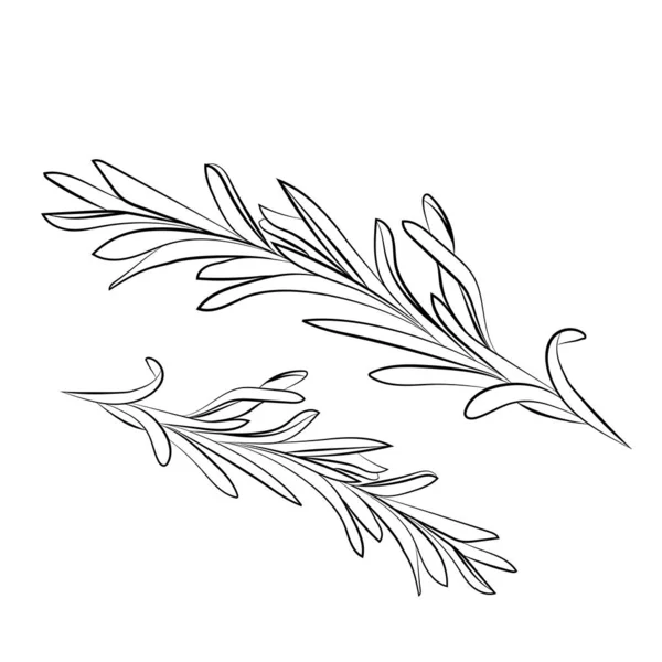 白い背景に描かれたローズマリー手描きのアイコン ベクトル — ストックベクタ