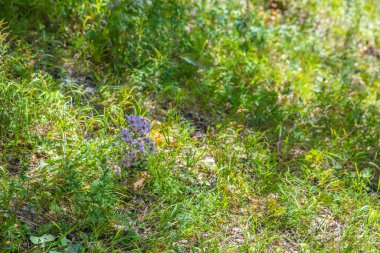 Krasnodar bölgesinin dağları ve Kafkas eteklerinin etekleri