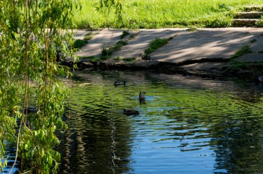Kentsel eski Gölde ördekler ile yaz güneşli gün