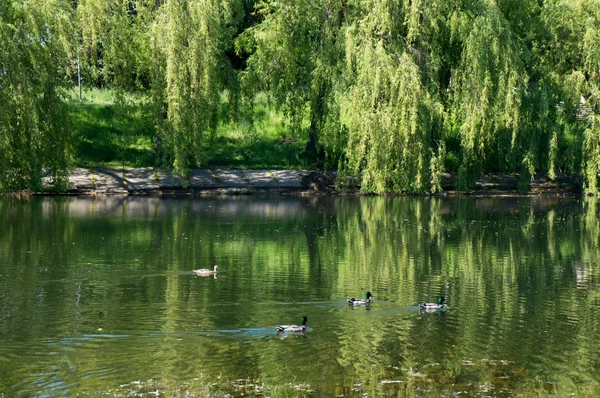 Städtischer kleiner See in Minsk bei sonnigem Sommertag mit Enten — Stockfoto