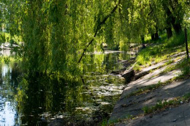 Kentsel küçük göl kıyısında yaz güneşli gün.