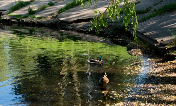 Městské malé jezero v letní slunečný den s kachny — Stock fotografie