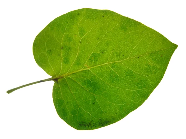 Poppel leaf konsistens. — Stockfoto