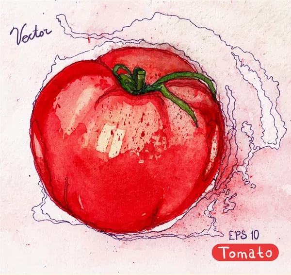 Vektor Aquarell rote Tomate. — Stockvektor