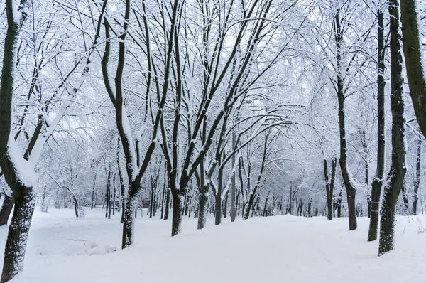 Märchenhafter Winterhintergrund — Stockfoto