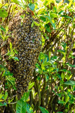 Banliyö bahçesindeki defne çalısı içindeki bal arısı sürüsünün dikey fotoğrafı