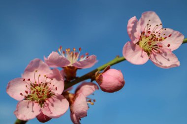 Yumuşak yapraklı ve erkeksi pembe şeftali çiçeği, mavi gökyüzü arka planlı şeftali çiçeği dalı, bahar çiçeği, şeftali çiçeği makro, pembe çiçek, makro fotoğraf, stok fotoğrafı.