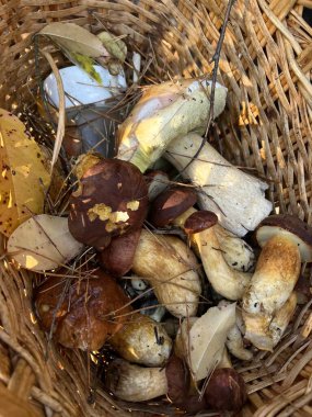 Bir sürü farklı mantar ve sepet.