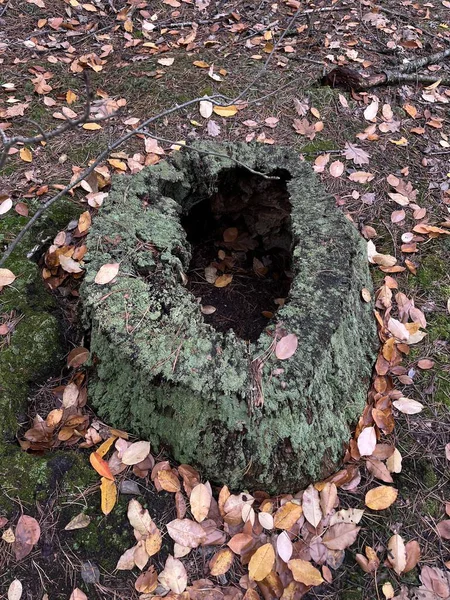 Ormandaki eski ağaç gövdesi