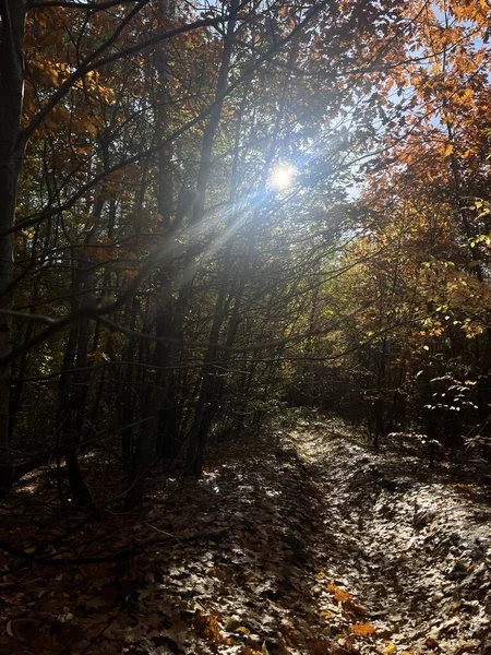Ağaçlar ve yapraklarla dolu sonbahar ormanı