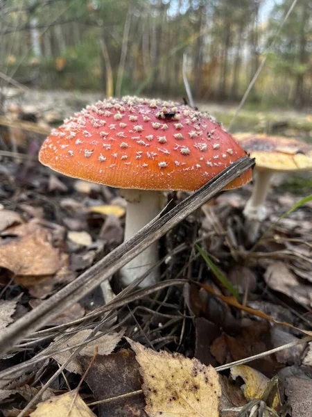 Sonbahar ormanında kızıl sinek.