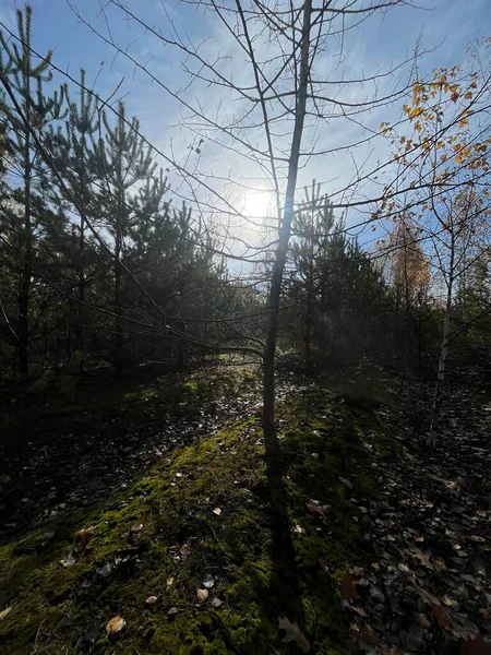 Bir sürü ağacı olan sonbahar ormanı.