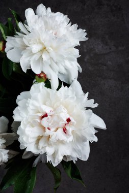 Koyu gri arka planda beyaz şakayık çiçekleri..