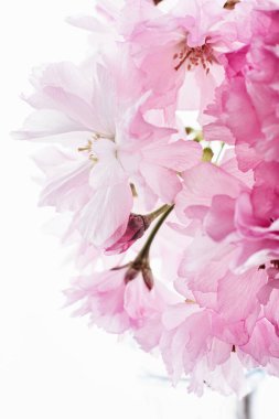 Kiraz çiçeği. Açık arkaplanda pembe sakura çiçekleri.