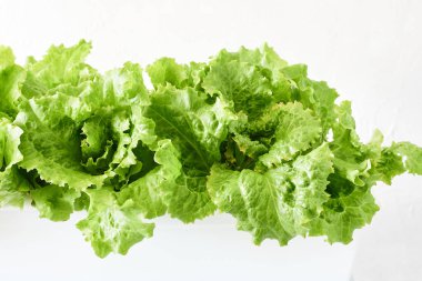 Bitki kutusunda büyüyen taze yeşil marul yaprakları, yakın plan..