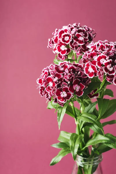Koyu pembe arka planda karanfil çiçekleri. Dianthus Barbatus (Tatlı William).