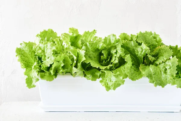 Green Lettuce Leaves Grow Container Close — Fotografia de Stock