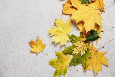 Sarı sonbahar akçaağaç yaprakları açık gri bir arka planda.