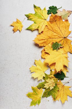 Sarı sonbahar akçaağaç yaprakları açık gri bir arka planda. Sonbahar arkaplanı, üst görünüm.