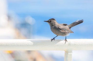 Beyaz çubuk arka planındaki kuş.