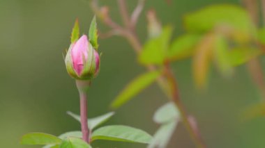 Bahçede rüzgarda sallanan bir gül goncası.