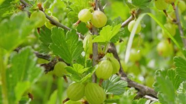 Bahçedeki çalılıkta bektaşi üzümü. Bir sürü dut..