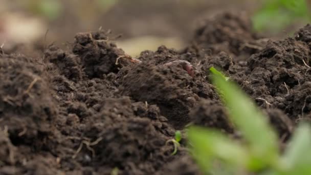 Wormen Kruipen Tijdens Het Graven Uit Grond — Stockvideo