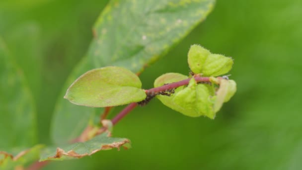 Las Hormigas Recogen Áfidos Una Rama Planta Primer Plano — Vídeos de Stock