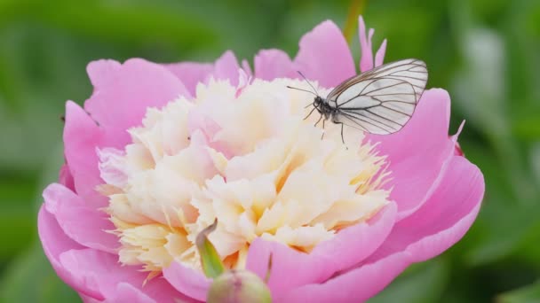 Бабочка Белыми Крыльями Сидит Розовом Цветке Крупный План — стоковое видео