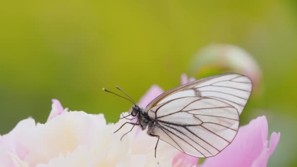 Метелик Білими Крилами Сидить Рожевій Квітці — стокове відео