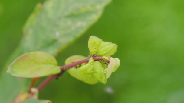 Mieren Verzamelen Bladluizen Een Plantentak — Stockvideo