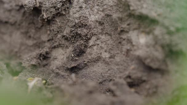 Las Hormigas Corren Por Suelo Construir Hormiguero — Vídeos de Stock