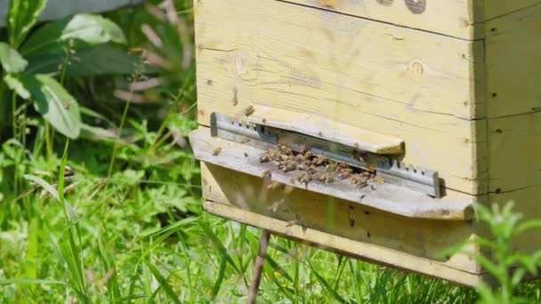 Arılar Kovanın Etrafında Uçar Apiary — Stok video