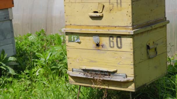 Bienen Fliegen Herum Wespennest — Stockvideo