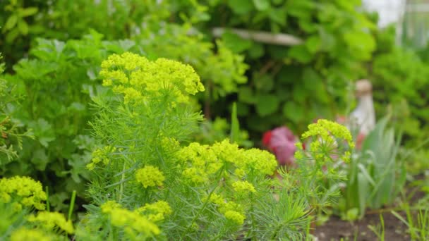 Bellissimi Fiori Gialli Giardino Uno Sfondo Verde — Video Stock