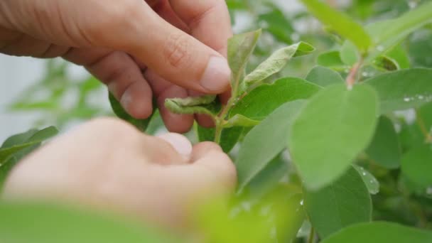 Blattläuse Einem Wirbelnden Blatt Auf Einem Baum — Stockvideo