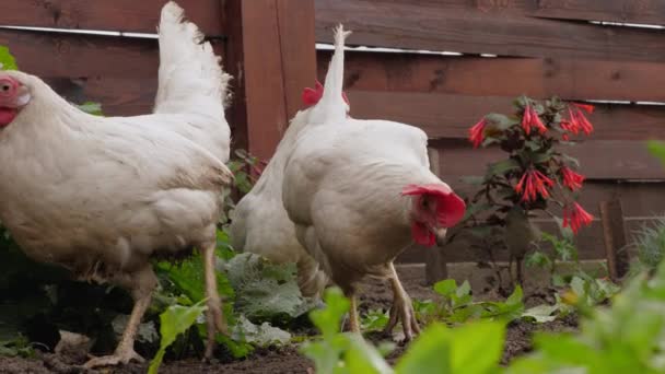 Ayam Mendayung Tanah Untuk Mencari Cacing Dan Makanan — Stok Video